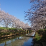 南栗橋 桜並木 （大排水路）2.jpg